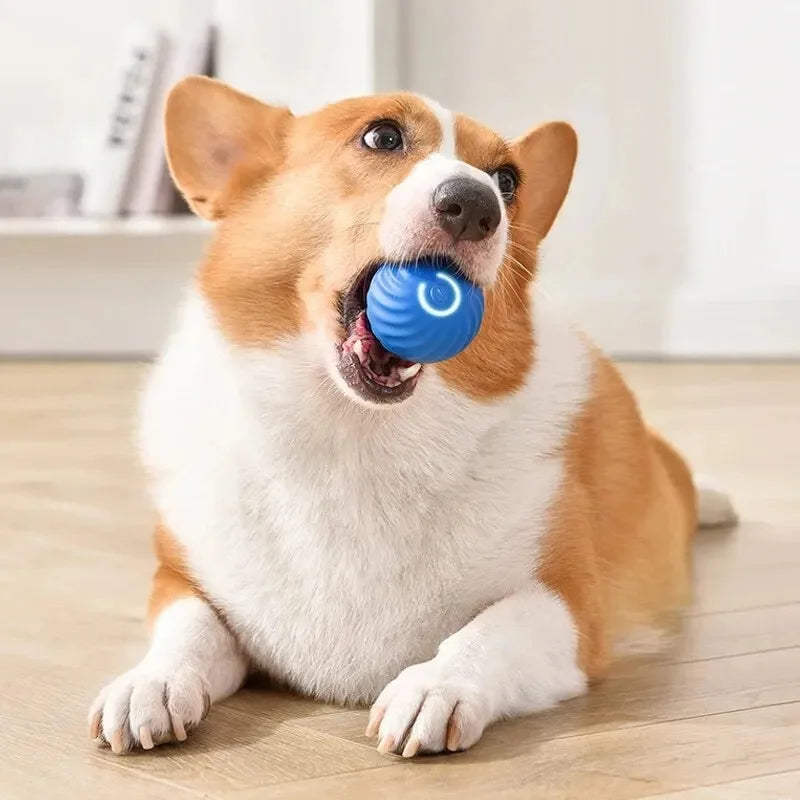 Dog toy ball launcher for big dogs rope ball toys for dogs toy balls for dogs ball throwing toy for dogs ball toys for dog ball toy for dogs ball toys for dogs interactive ball toys for dogs best ball toys for dogs best toy balls for dogs inteactive toy ball for dogs ball popping toy for dogs totally enjoy