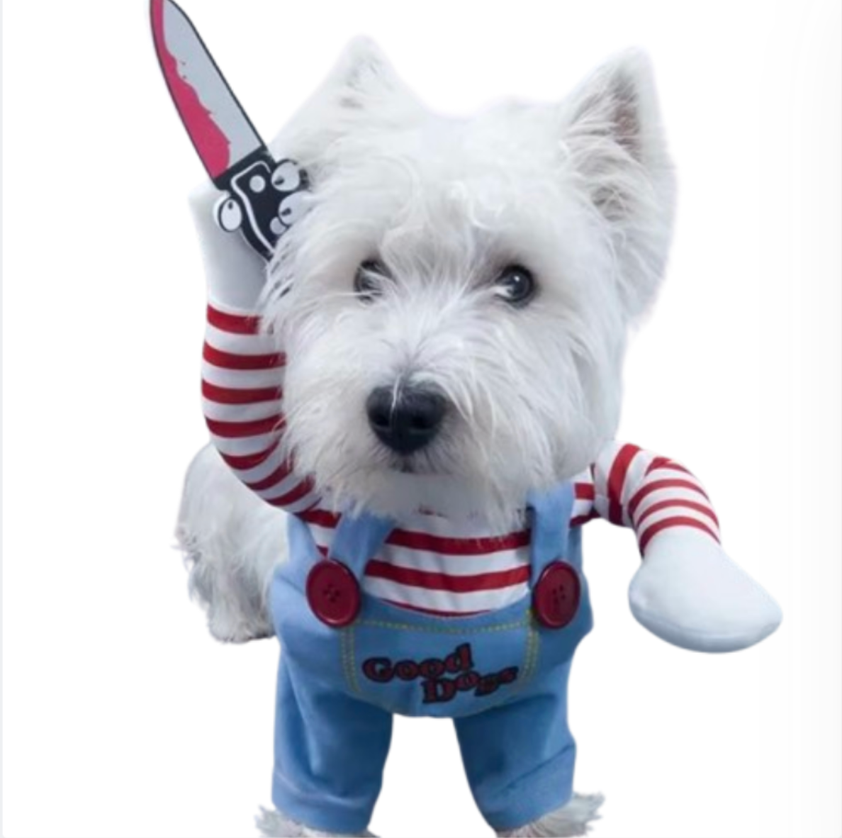 schnauzer  in chucky clothes dog clothes dog clothing big dog clothing big dogs clothing designer dog clothes dog clothes dog and cats clothing dog clothes for small dogs dogs in clothes clothes for dogs dog clothes near me small dogs clothes chihuahua dog clothes clothing for dog