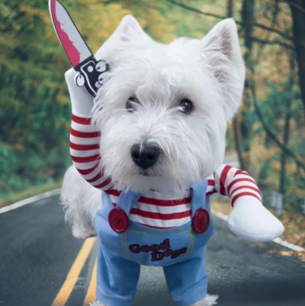 schnauzer in forest   in chucky clothes dog clothes dog clothing big dog clothing big dogs clothing designer dog clothes dog clothes dog and cats clothing dog clothes for small dogs dogs in clothes clothes for dogs dog clothes near me small dogs clothes chihuahua dog clothes clothing for dog