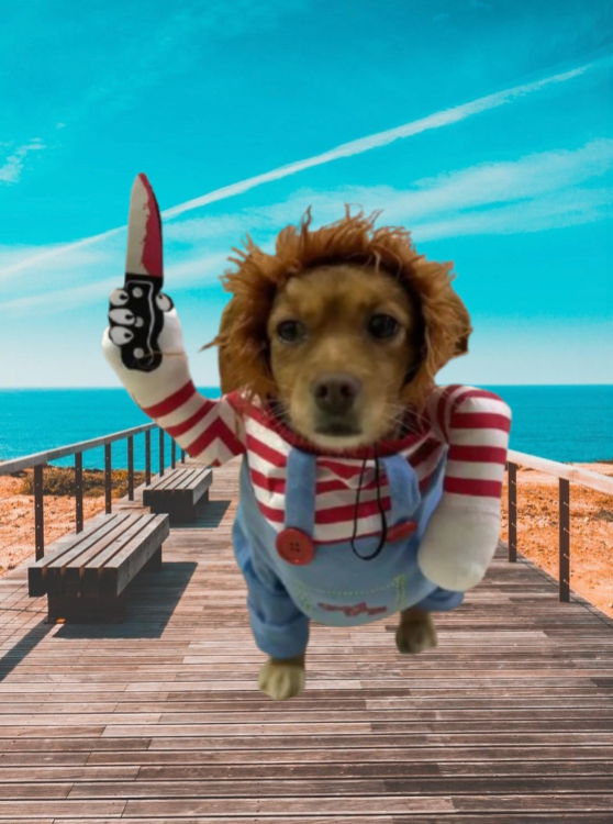 askal in pier  in chucky clothes dog clothes dog clothing big dog clothing big dogs clothing designer dog clothes dog clothes dog and cats clothing dog clothes for small dogs dogs in clothes clothes for dogs dog clothes near me small dogs clothes chihuahua dog clothes clothing for dog