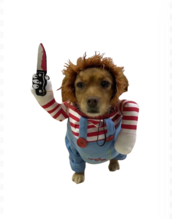 askal  in chucky clothes dog clothes dog clothing big dog clothing big dogs clothing designer dog clothes dog clothes dog and cats clothing dog clothes for small dogs dogs in clothes clothes for dogs dog clothes near me small dogs clothes chihuahua dog clothes clothing for dog