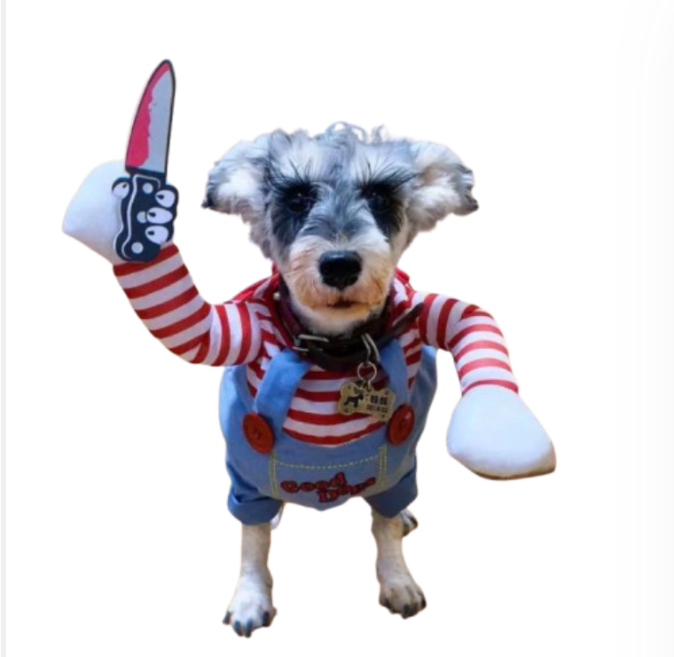 collie in chucky clothes dog clothes dog clothing big dog clothing big dogs clothing designer dog clothes dog clothes dog and cats clothing dog clothes for small dogs dogs in clothes clothes for dogs dog clothes near me small dogs clothes chihuahua dog clothes clothing for dog