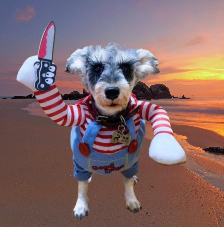 collie in beach in chucky clothes dog clothes dog clothing big dog clothing big dogs clothing designer dog clothes dog clothes dog and cats clothing dog clothes for small dogs dogs in clothes clothes for dogs dog clothes near me small dogs clothes chihuahua dog clothes clothing for dog