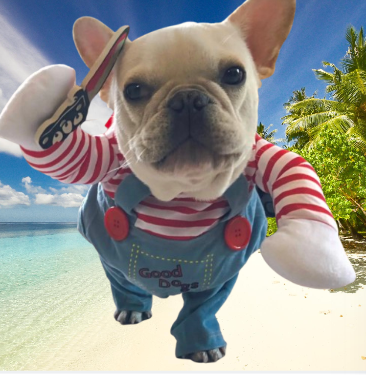 bulldog in beach n chucky clothes dog clothes dog clothing big dog clothing big dogs clothing designer dog clothes dog clothes dog and cats clothing dog clothes for small dogs dogs in clothes clothes for dogs dog clothes near me small dogs clothes chihuahua dog clothes clothing for dog